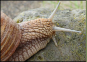 Langsam, aber sicher dem Frhling entgegen! (Weinbergschnecke, Helix pomatia in meinem Garten)