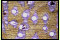 Mikrobild vom Parkettmuster. Es werden verschiedene Arten als Sucupira bezeichnet, dieses hier knnte eines davon, Andira sein