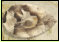 Einer der 58 gefundenen Faustkeile aus Silex von der Fundstelle Ochtmissen bei Lneburg. Foto NLD
