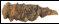 Einer der rmischen Ngel mit den mineralisierten Holzresten, links Reste eines 28mm dicken Tannenbrettes, rechts anschliessend Eschenholz, Fasern 90 zu denen der Tanne stehend