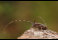Die untersuchten Spne wurden von einer Larve des Zimmermannsbockes, Acanthocinus aedilis, aus dem Stamm gestossen. Foto  Ralph Trautwein, www.naturfokus-trautwein.de