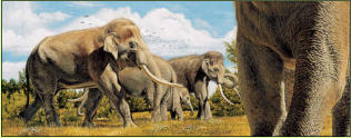 Elefantenreich - Eurasiche Altelefanten (Elephas antiquus)  Wunderschne Illustrationen im Ausstellungskatalog von Karol Schauer      Karol Schauer