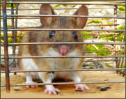 Waldmaus, im Gartenhuschen gefangen - hier unmittelbar vor dem Sprung in die Freiheit!