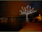 Platane am Zrichsee in der Nacht (Thalwil)