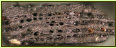 Querschnittflche von Rebenholz, sehr seltener Nachweis vom Holz aus dieser Zeit