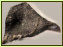 Ein verkohlter Pflanzenrest, ein Blttchenfragment von Moos (?), ca. 1 mm lang. Auf dem Stielansatz liegt eine Kieselalge