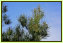Beim jungen Bumchen handelt es sich um Pinus brutia, die Kantabrische Kiefer. Sie ist im stlichen Mittelmeerraum heimisch