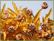 Einst eine beliebte Frucht, heute mehr als Zierstrauch gepflanzt, die Bltter leuchten golden in der Sonne (Mispel, Mespilus germanica)