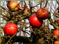 Baumschmuck - nachhaltig! Foto vom 14. Dezember 2020 aus Nachbars Garten. Als weihnchtliches Attribut hat sich nachtrglich ein Gast aus dem Norden eingefunden!