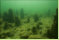 Im Mondsee (Salzkammergut) gibt es Reste neolithischer Drfer. Pfahlreste verraten ehemalige Siedlungen, andere sind vollstndig von Sediment zugedeckt. Aus einem dieser Pltze sind Holzkohlen und Hlzer bestimmt worden