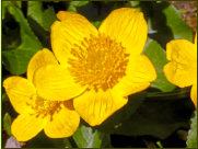 "Bachbumbele" (Caltha palustris), als einer der ersten Frhlingsboten haben sie ihre Blten geffnet!