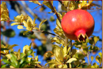 In Kultur und Geschichte des mediterranen Raums kommt sie immer wieder vor: die auch heute sehr beliebte Frucht, der Granatapfel