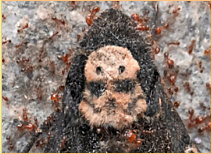 Noch ein Insektenbild: Ein toter Totenkopfschwrmer scheint aus einem Fantasy-Film (Star Wars) zu stammen. Rote Ameisen sorgen sich um das Recycling dieses Tieres