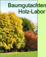 Baumgutachten          Holz-Labor