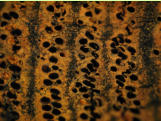 Holzkohle aus Tibet, goldene Farbe durch Eisensalz-Einlagerungen