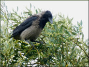 Aaskrhe (Corvus corone) begutachtet bei Regenwetter kritisch den Gartenbesucher von oben herab