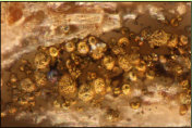 Pyriteinlagerungen in einem ausgetrockneten Holz von Schningen. Das Mineral berdeckt die anatomischen Details und erschwert eine Bestimmung sehr