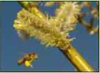 Bienenfleiss! Pollensammeln - es ist Frhling!