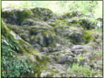 Wurzeln einer alten Buche. Burg Hohenpfirt, Ferrette, Haut-Rhin (F)