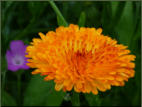 Feuer zum 1. August! Ringelblume