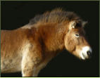 Ein Przewalski-Pferd blickt in die Zukunft: Fr ein gutes Neues Jahr 2013!
