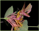 Nchtlichr Besucher "Ton in Ton", Mittlerer Weinschwrmer an Lonicera sp.