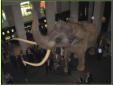 Rekonstruktion des Alt-Elefanten im Landesmuseum Halle