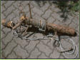Stammstck mit Seil des Erhngten, das Holz hat bereits begonnen, das Seil zu berwallen