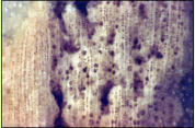 Mineralisiertes Holz: Querschnitt von Alnus sp., Erle