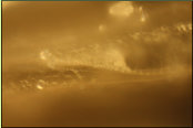 Auflichtbild vom Ende eines Laubholz-Gefsselementes mit einer leiterfrmigen Durchbrechung (Hasel). Mineralisiert, im Travertin.