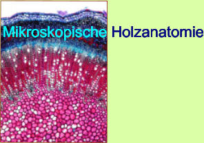 Mikroskopische Holzanatomie
