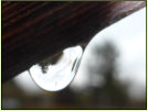 "Ansichten eines Baums" - Ein Regentropfen wirkt als Optik und zeigt den Baum auf dem Kopf stehend