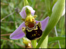 Eine Blte der Bienen-Ragwurz lacht dem Betrachter entgegen