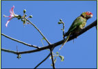 Abgestimmte Farben: Gast auf einem Kapokbaum (Ceiba pentandra), Valencia, Jardin del Turia