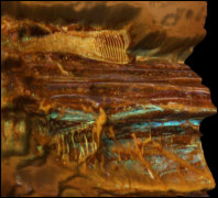 In dieser 3D-Aufnahme zeigt sich die Schnheit der Struktur von Birkenholz. Radialbruchflche von mineralisiertem Holz an einer eisernen Pfeilspitze