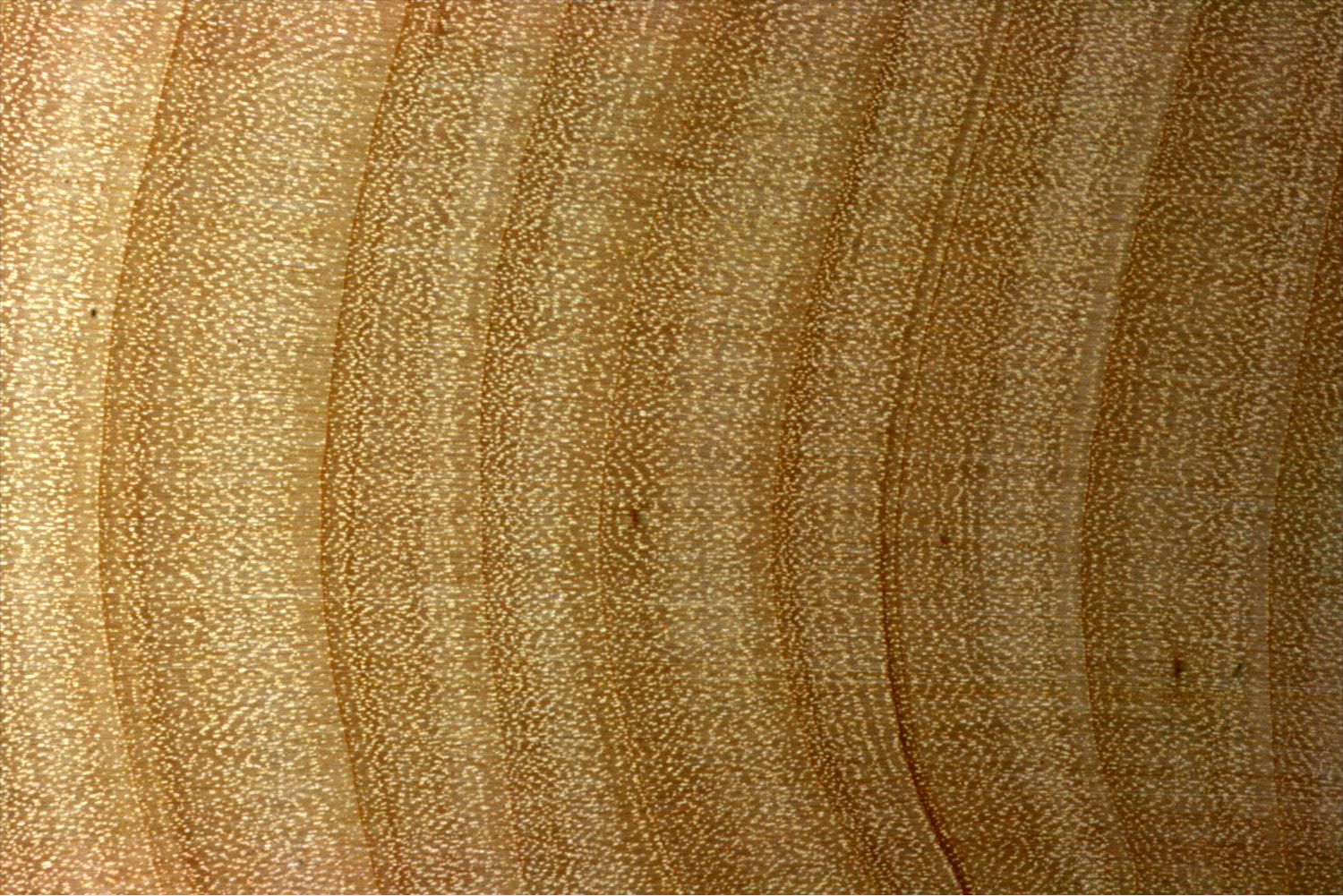 Holzkohle, Dnnschnitt, Quercus ilex, Steineiche, Querschnitt