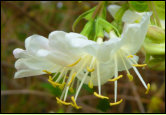 Kaum ist der Winter vorbei, blht die Lonicera fragantissima, die wohlriechende Heckenkirsche und lockt mit ihrem Duft Insekten an