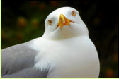 Wer kann dem charmanten Blick dieser Mve widerstehen? Ich nicht, sie kriegt einen Happen von meinem Frhstck!
