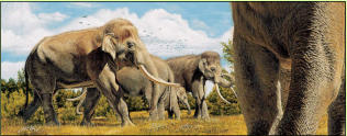 Elefantenreich - Eurasiche Altelefanten (Elephas antiquus)  Wunderschne Illustrationen im Ausstellungskatalog von Karol Schauer      Karol Schauer