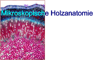 Mikroskopische Holzanatomie