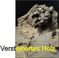 Versteinertes Holz