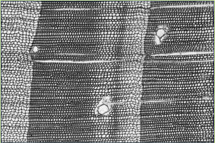 Pinus sp., Fhre (Kiefer), Querschnitt
