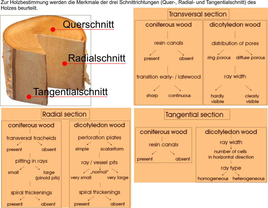 Zur Holzbestimmung werden die Merkmale der drei Schnittrichtungen (Quer-, Radial- und Tangentialschnitt) des Holzes beurteilt. Querschnitt Radialschnitt Tangentialschnitt