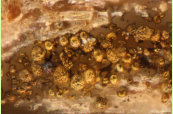 Pyriteinlagerungen in einem ausgetrockneten Holz von Schningen. Das Mineral berdeckt die anatomischen Details und erschwert eine Bestimmung sehr